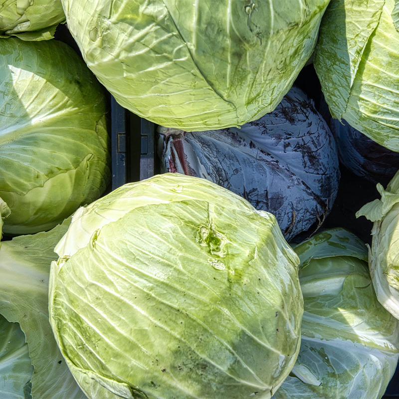 Cabbage - Image 2