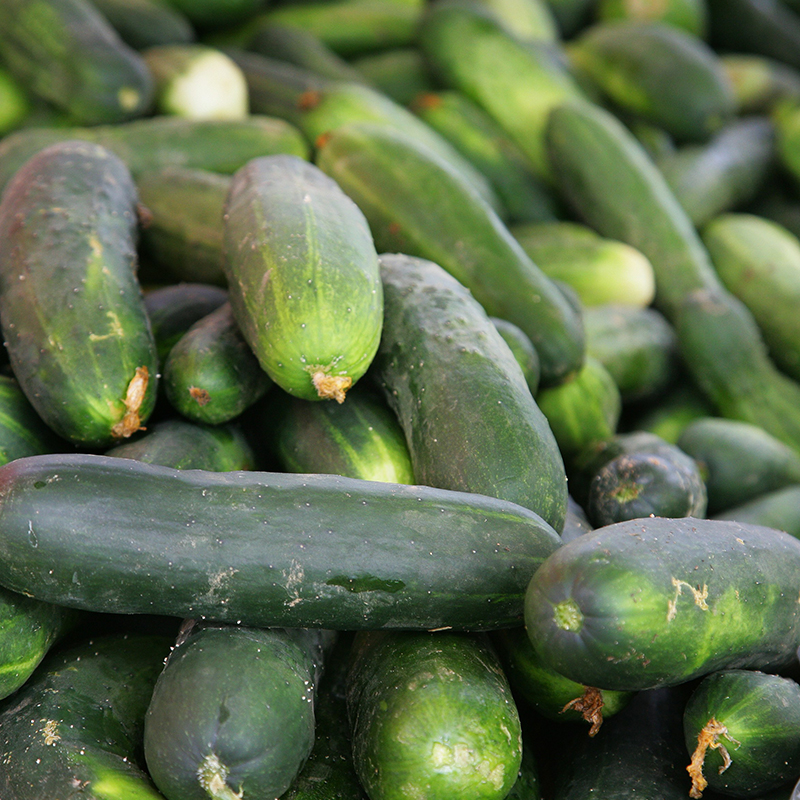English Cucumber - Image 2