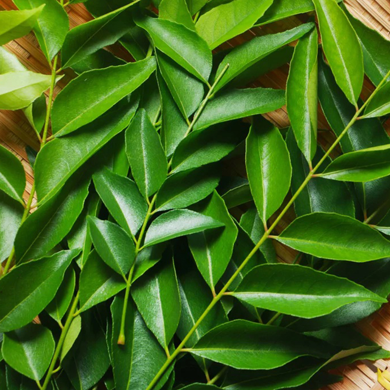 Curry Leaves - Image 2